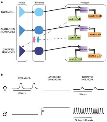 LiverSex Computational Model: Sexual Aspects in Hepatic Metabolism and Abnormalities